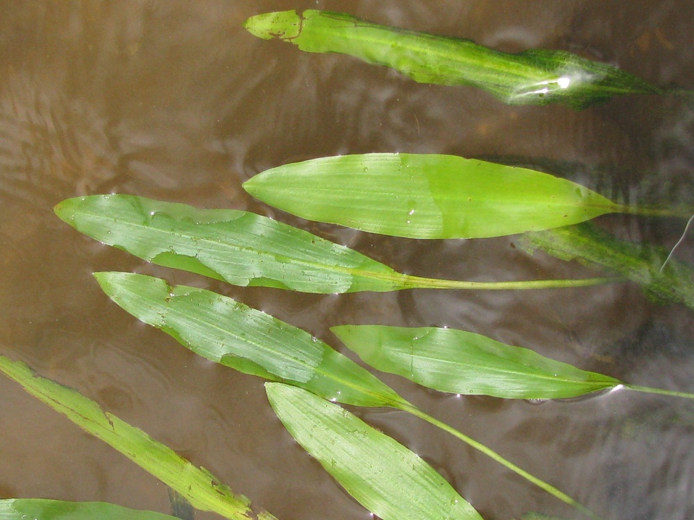 Image of Potamogeton nodosus specimen.