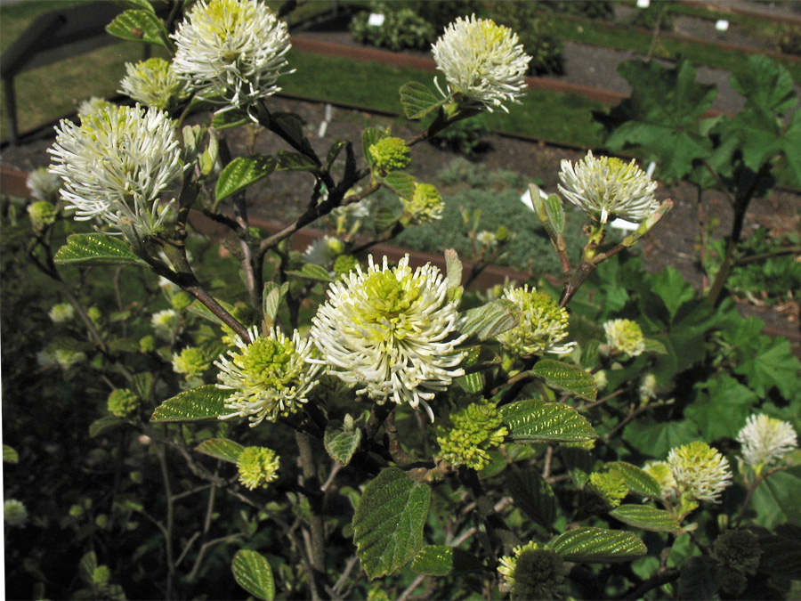 Image of Fothergilla major specimen.