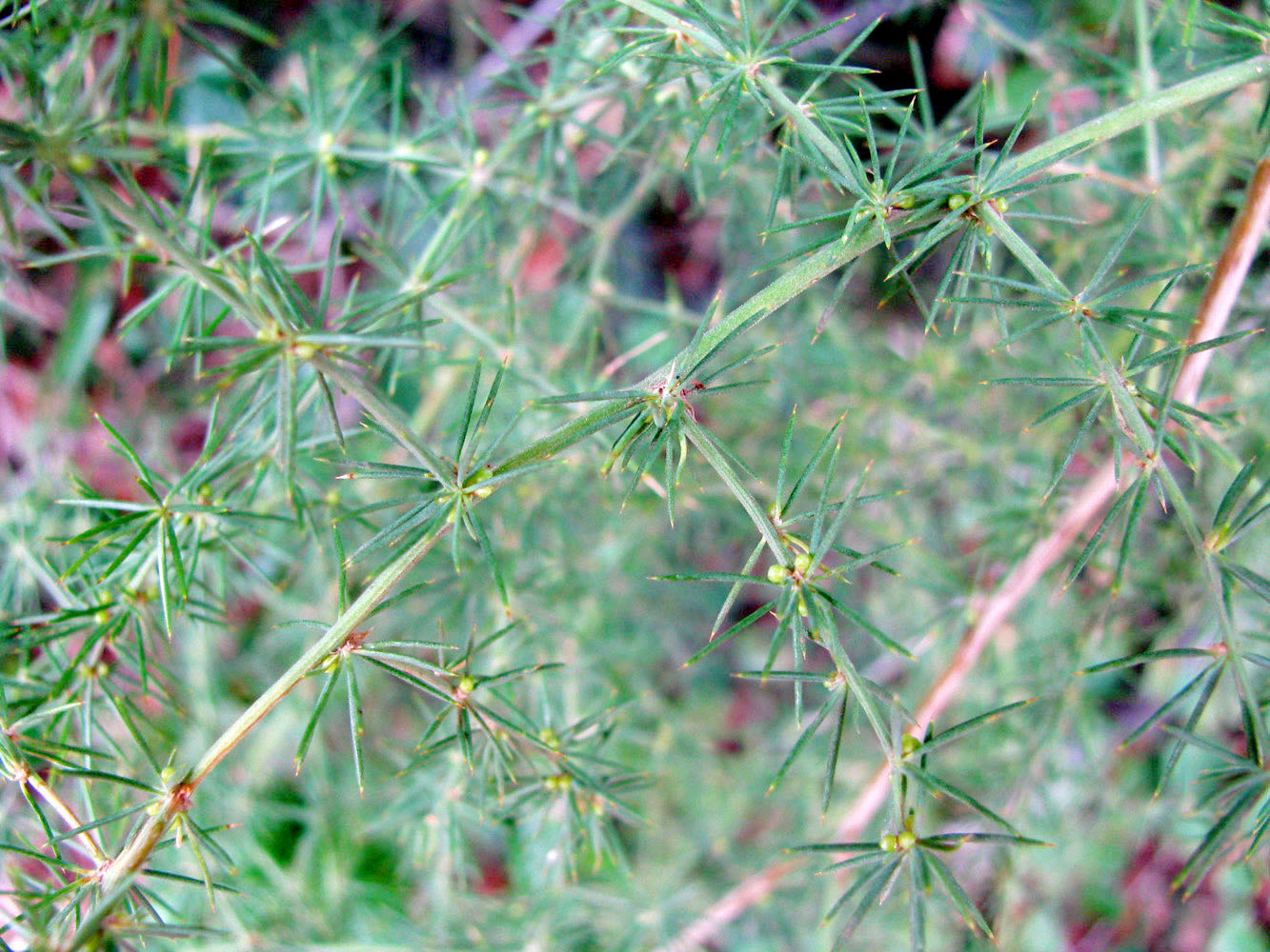 Image of Asparagus acutifolius specimen.