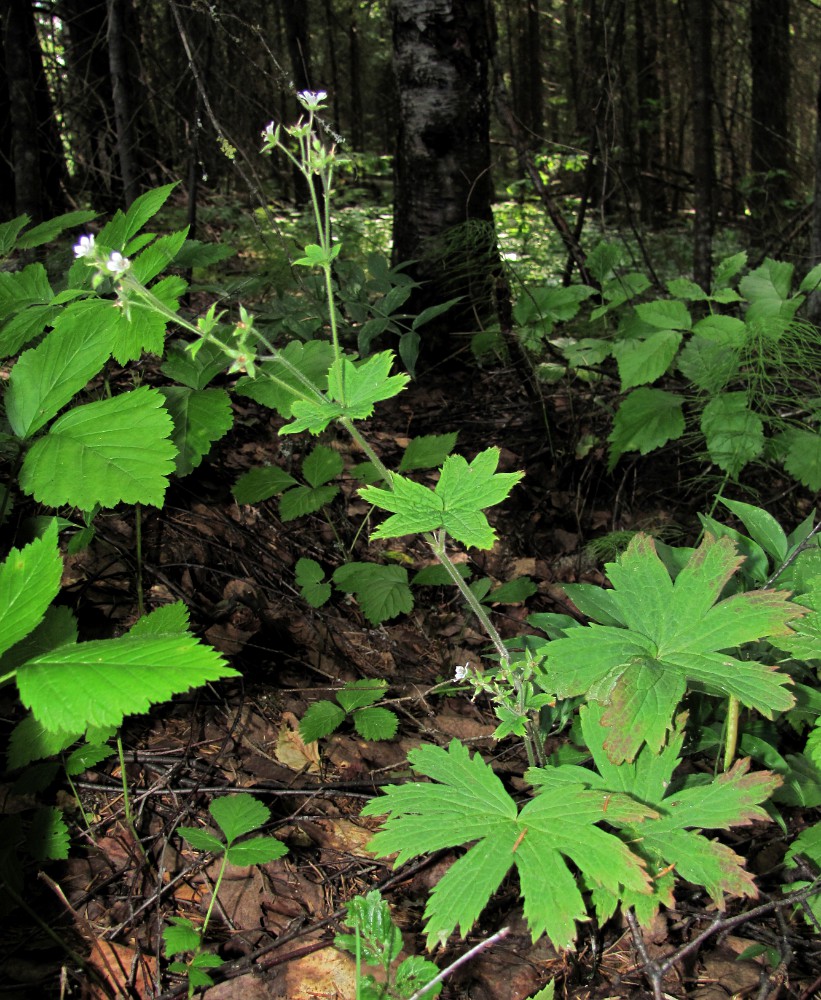 Image of Geranium sylvaticum specimen.