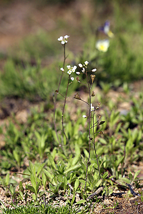 Image of Capsella bursa-pastoris specimen.