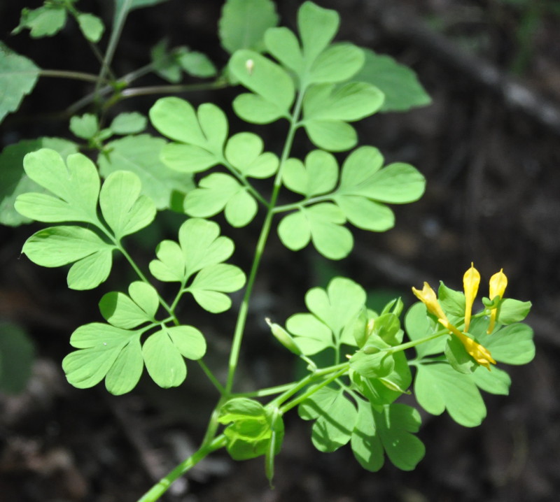 Image of Corydalis ochotensis specimen.