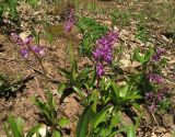 Orchis mascula. Цветущие растения. Крым, гора Северная Демерджи, западный склон, дубовый лес. 28 апреля 2013 г.
