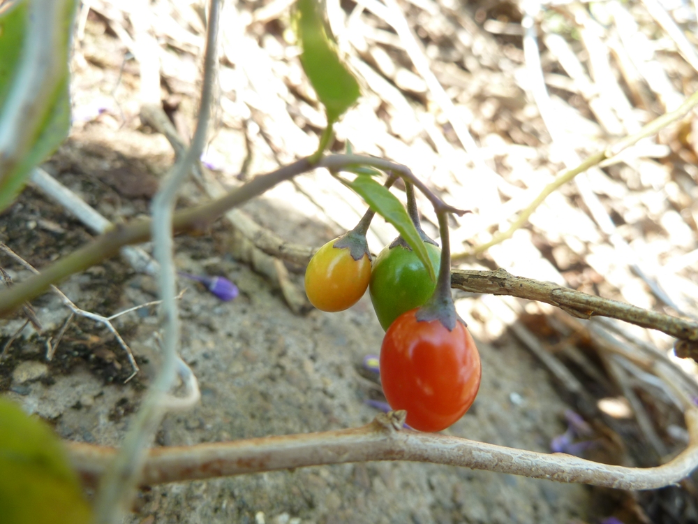 Image of Solanum dulcamara specimen.