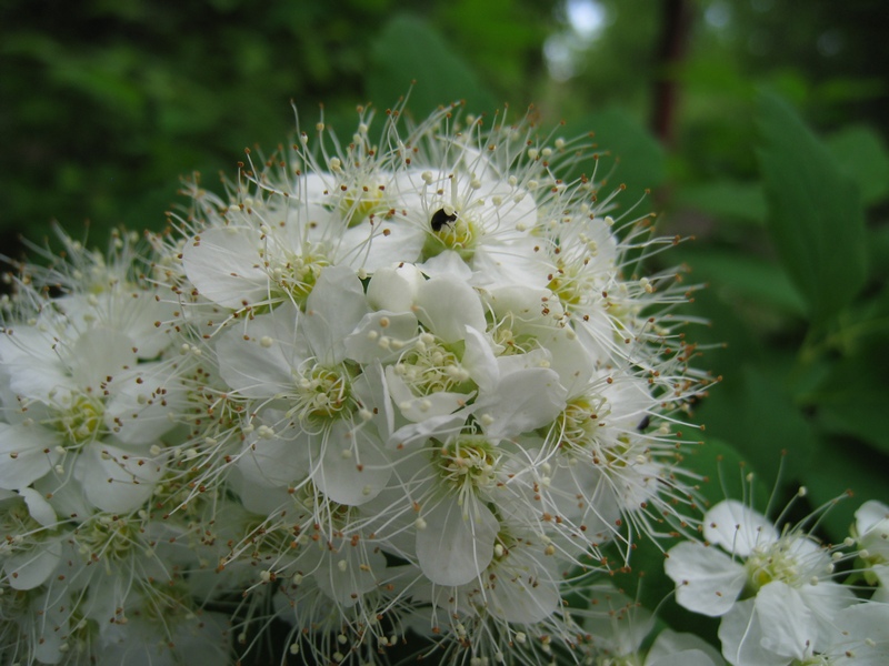 Изображение особи Spiraea chamaedryfolia.