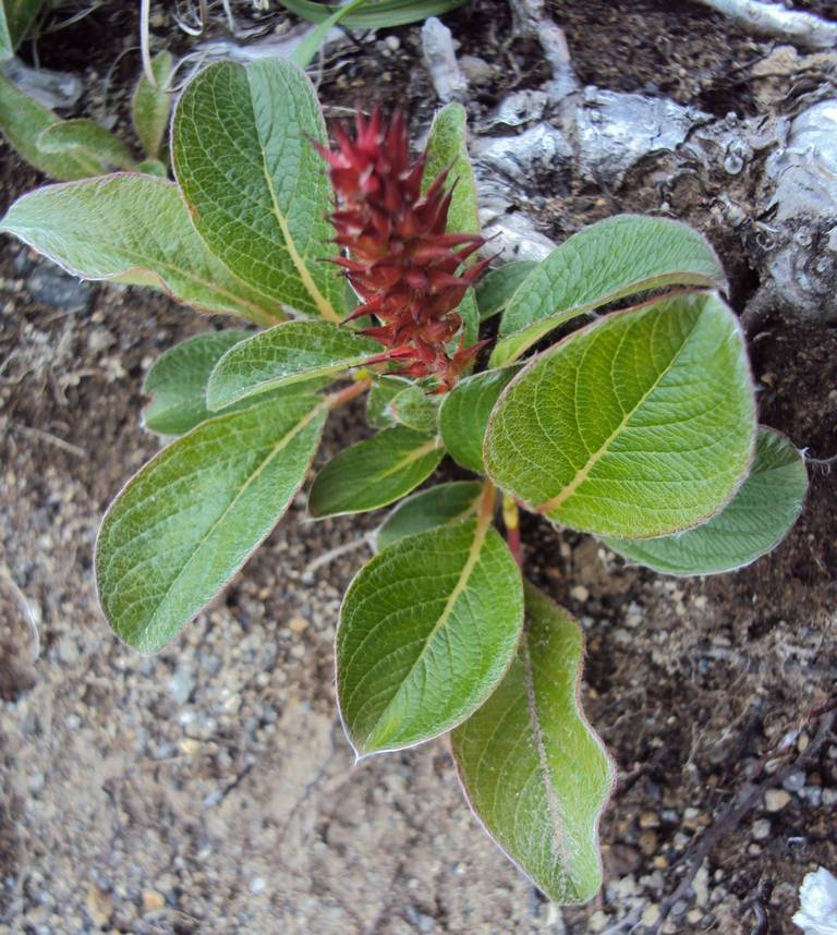 Image of genus Salix specimen.