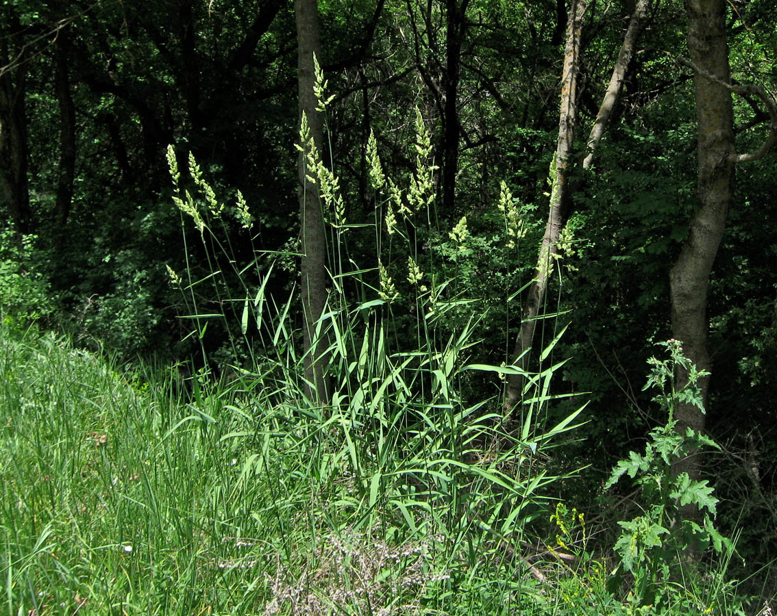 Изображение особи Phalaroides arundinacea.