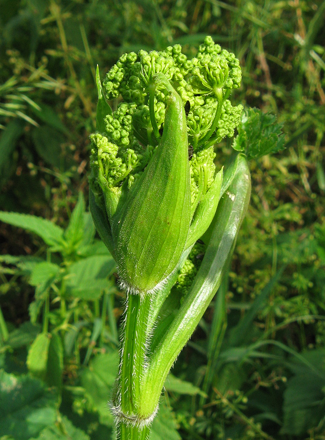 Image of Heracleum sibiricum specimen.