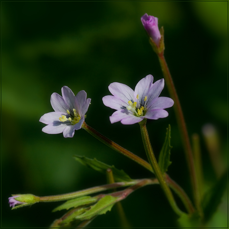 Image of genus Epilobium specimen.