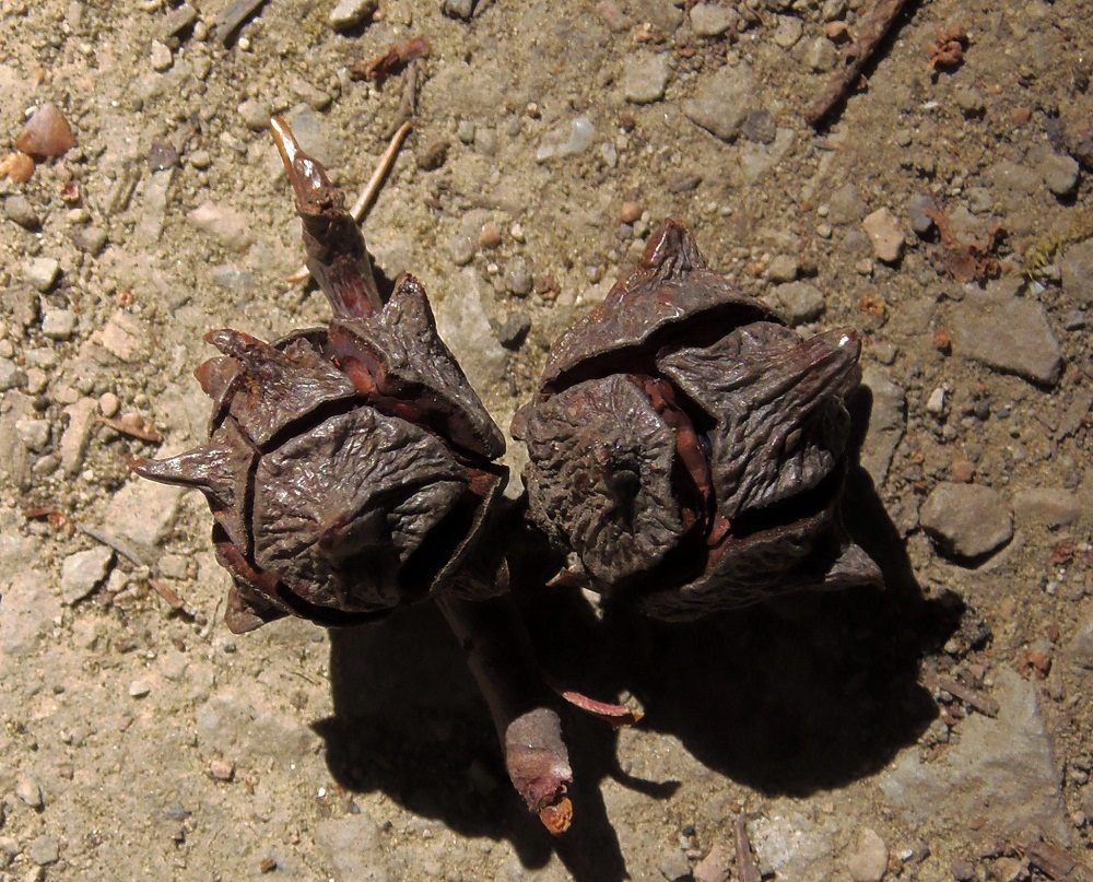 Image of genus Cupressus specimen.