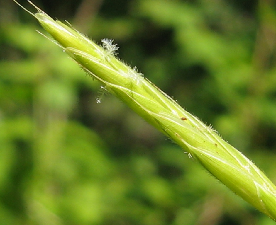 Image of Brachypodium pinnatum specimen.