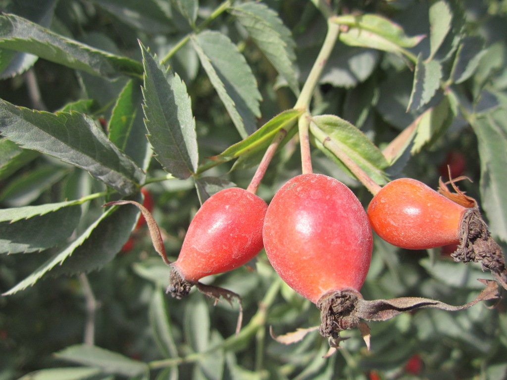 Image of genus Rosa specimen.