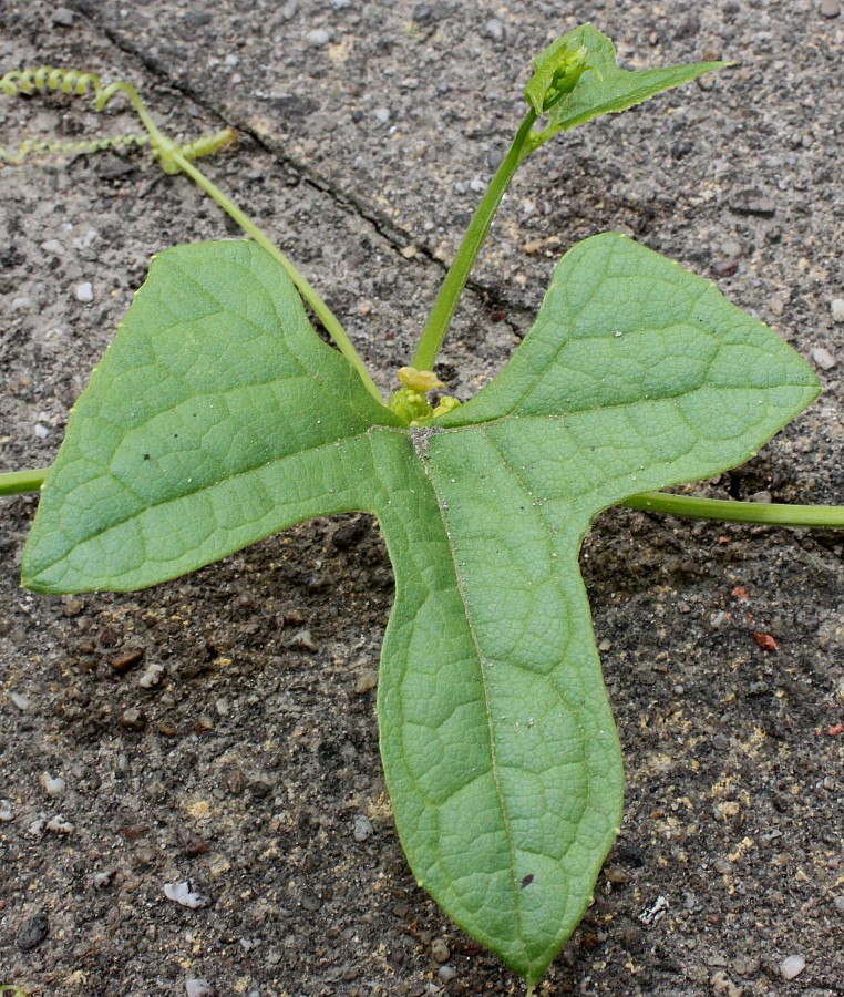 Image of Cyclanthera brachystachya specimen.