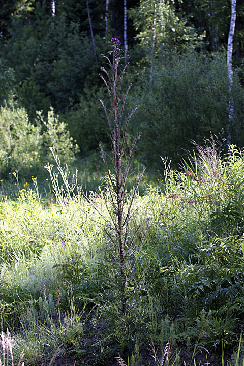 Image of Cirsium palustre specimen.