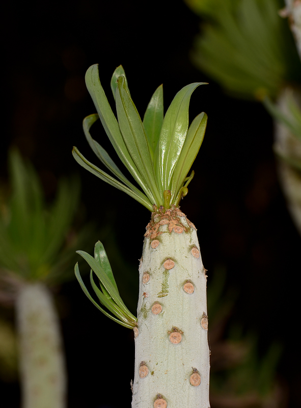 Image of Kleinia neriifolia specimen.