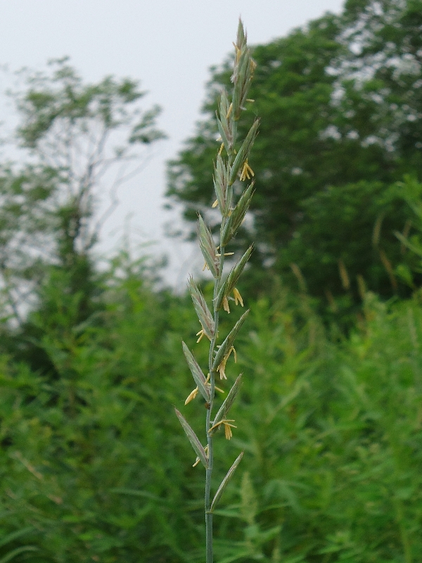 Image of Elytrigia repens specimen.