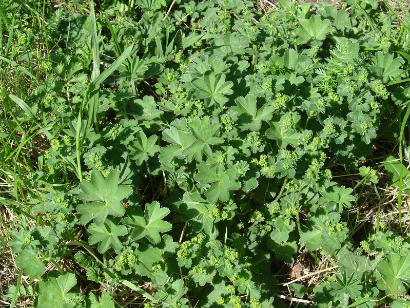 Image of genus Alchemilla specimen.