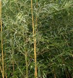 genus Bambusa