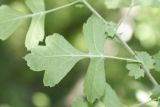 Crataegus pentagyna