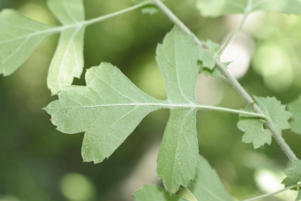 Image of Crataegus pentagyna specimen.