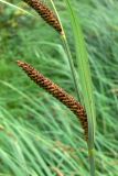 Carex acuta