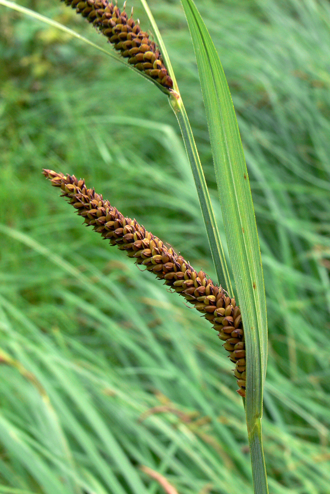 Изображение особи Carex acuta.