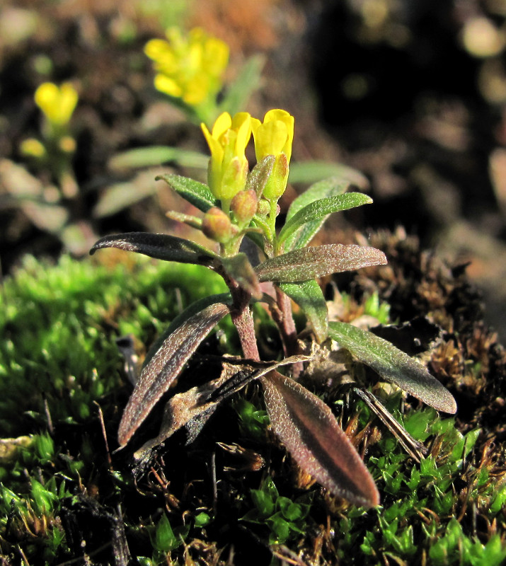 Image of Erysimum cheiranthoides specimen.