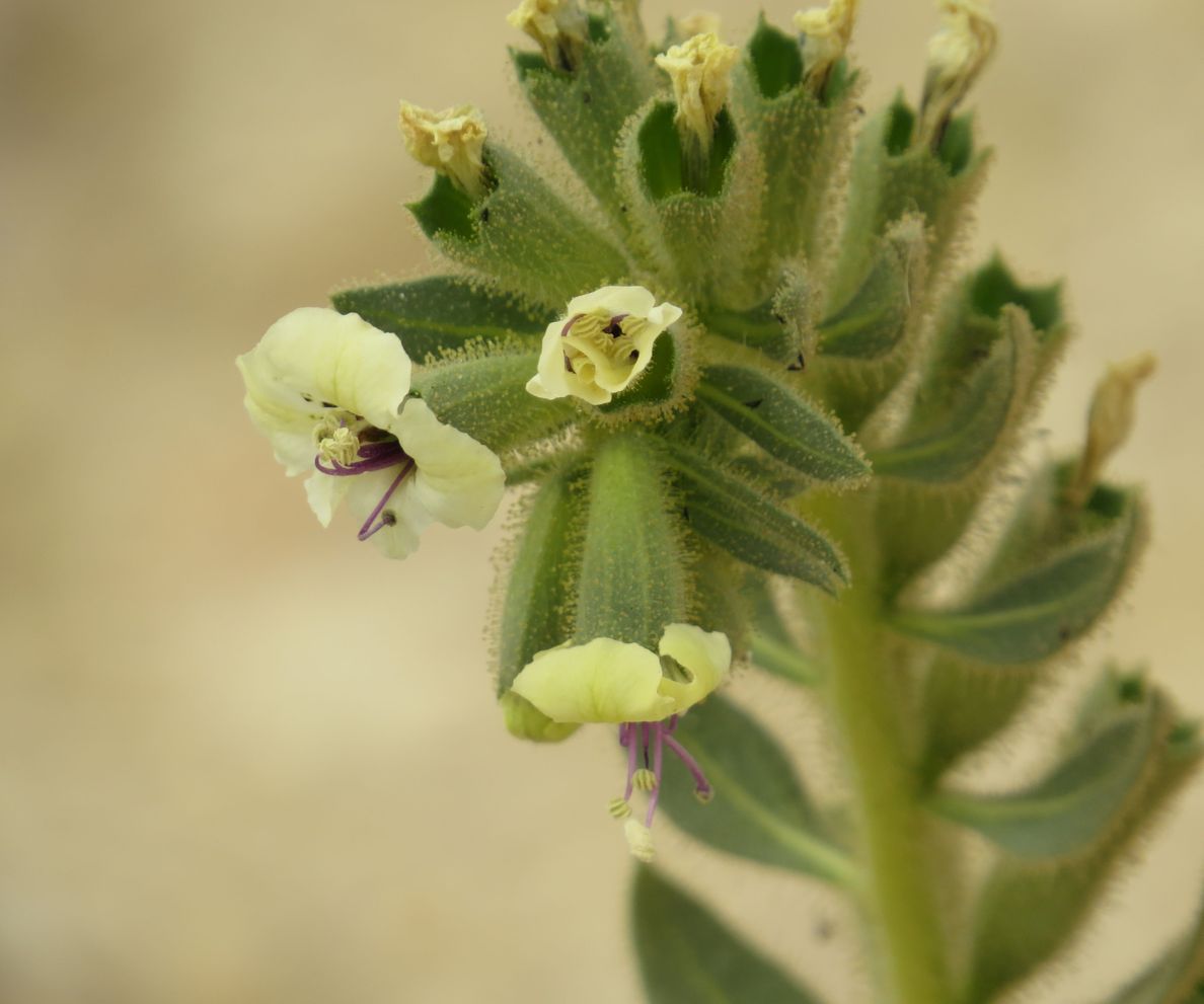 Image of Hyoscyamus desertorum  specimen.