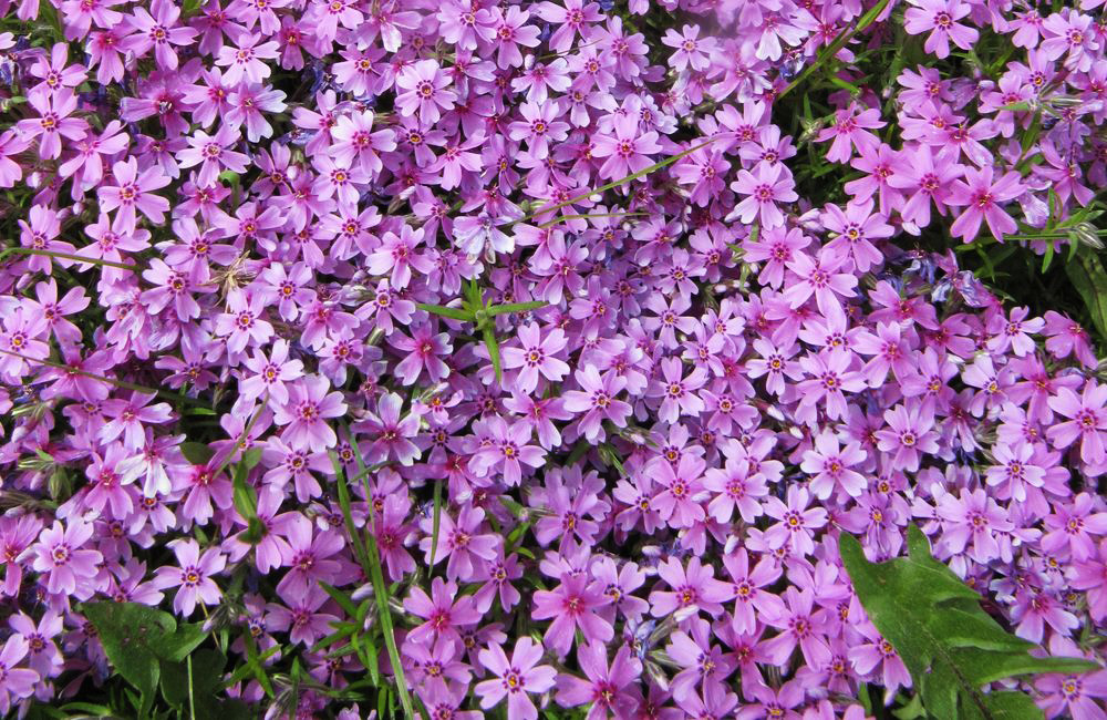 Изображение особи Phlox subulata.