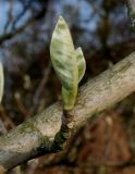 Magnolia sieboldii. Молодой побег. Германия, г. Дюссельдорф, Ботанический сад университета. 13.03.2014.