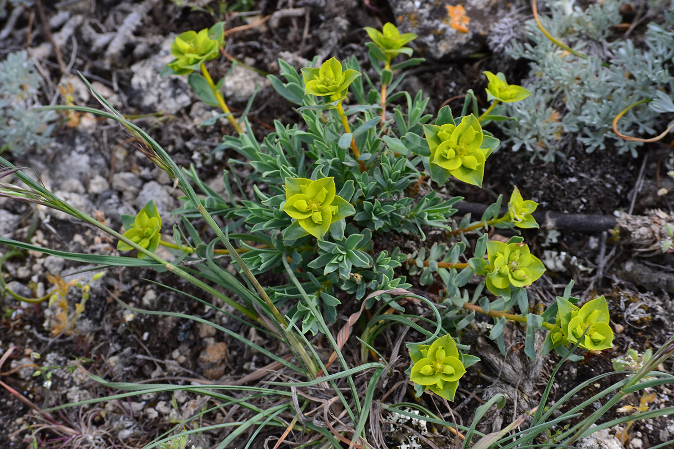 Изображение особи Euphorbia petrophila.