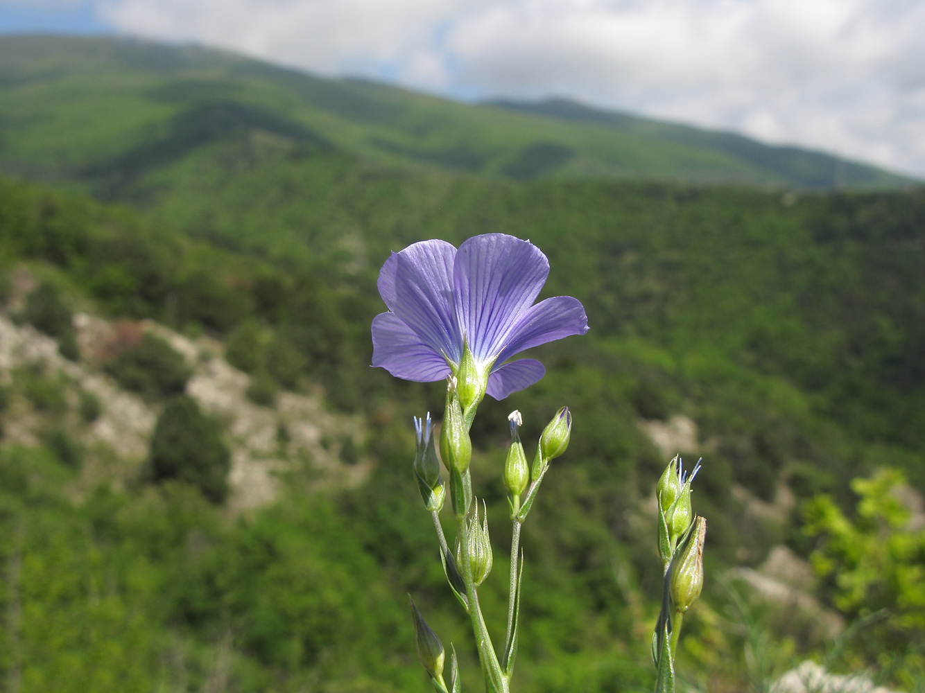 Image of Linum nervosum specimen.