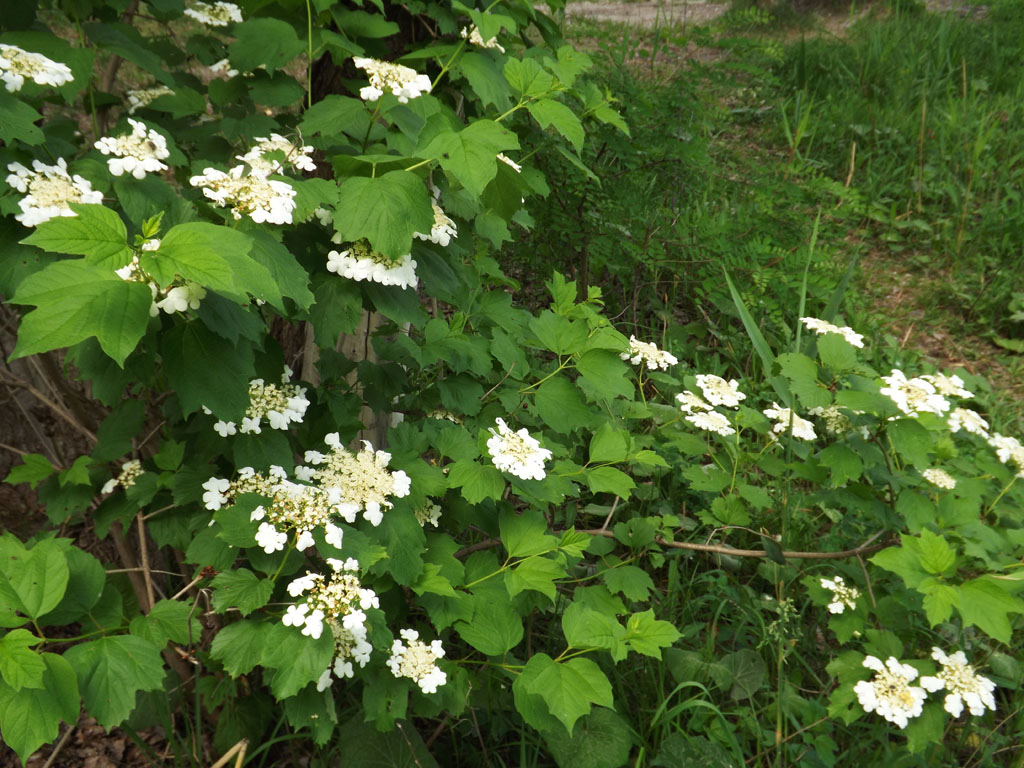 Image of Viburnum opulus specimen.