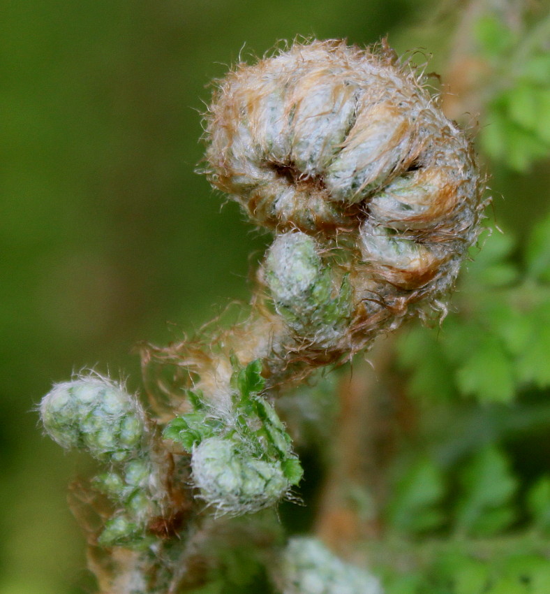 Изображение особи Polystichum setiferum.