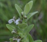 Ajuga laxmannii. Верхушка цветущего растения. Греция, Халкидики, окр. г. Полигирос (Πολύγυρος). 31.05.2014.