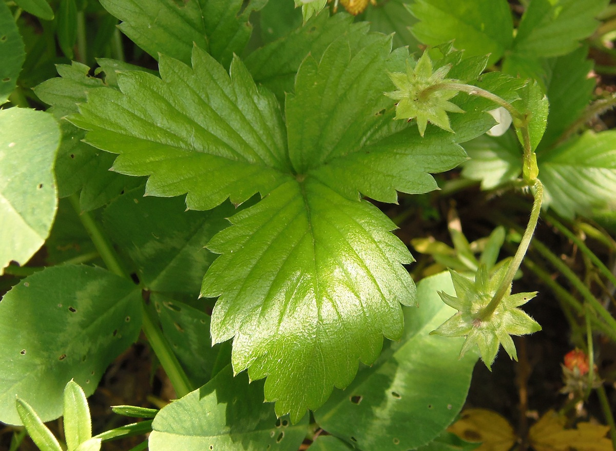 Изображение особи Fragaria vesca.