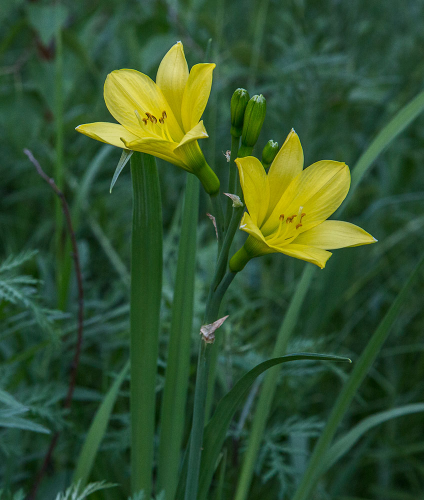 Image of Hemerocallis lilio-asphodelus specimen.