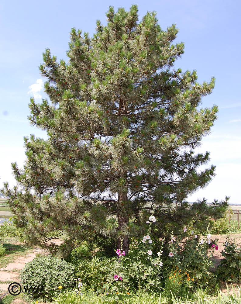 Image of Pinus pallasiana specimen.