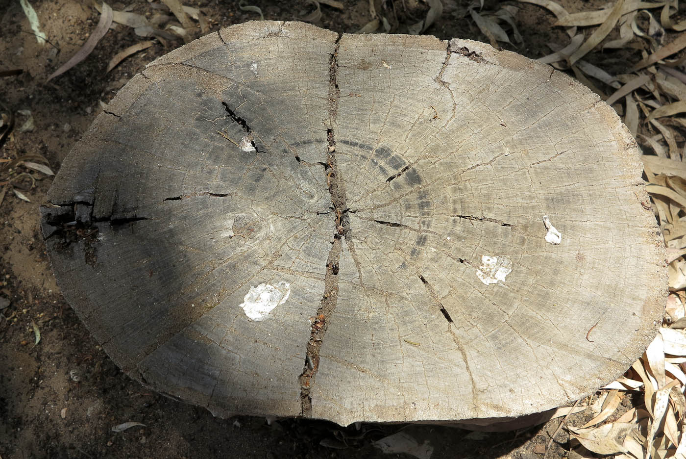 Image of Eucalyptus camaldulensis specimen.