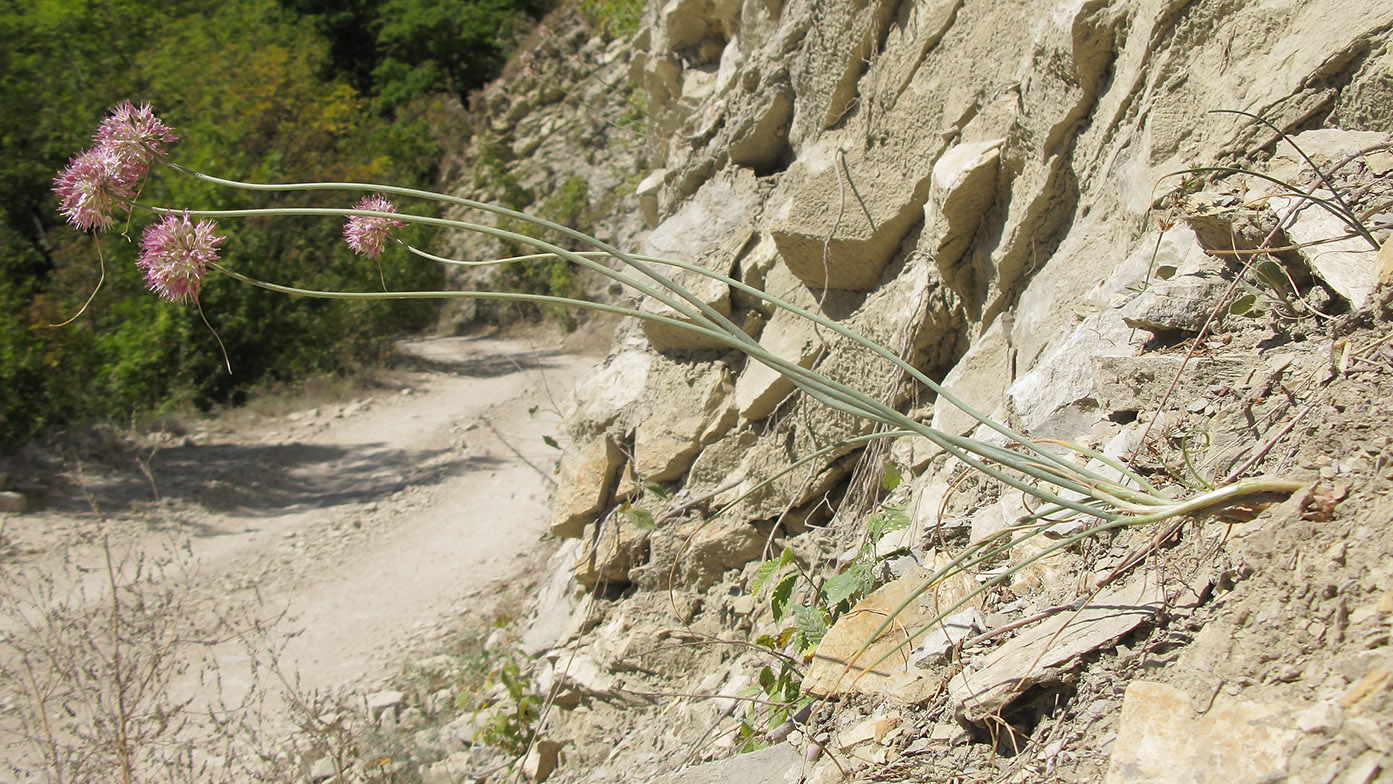 Image of Allium psebaicum specimen.