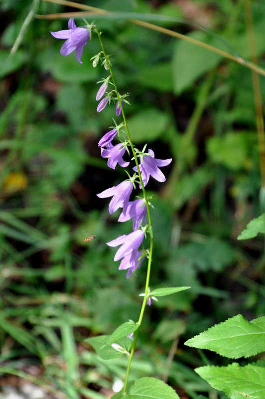 Image of Campanula rapunculoides specimen.