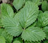 Смотреть изображение Potentilla grandiflora