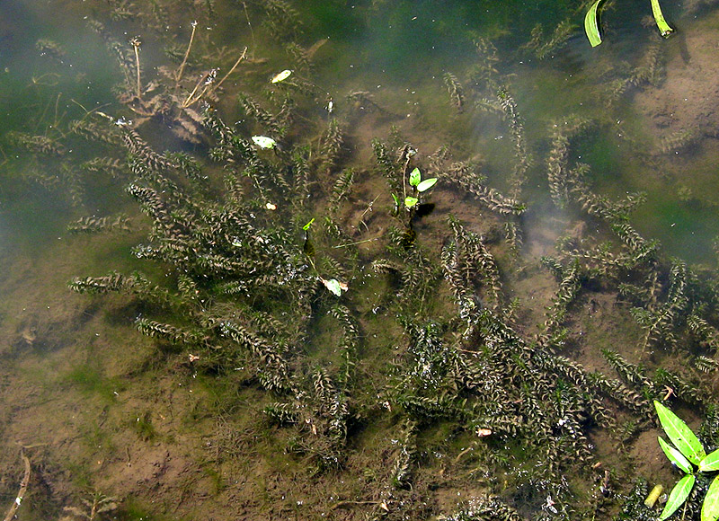 Пресноводные водоросли названия и фото