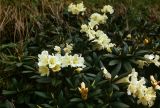 Rhododendron caucasicum