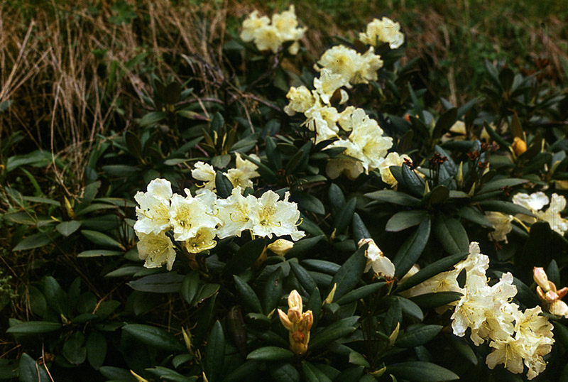 Image of Rhododendron caucasicum specimen.