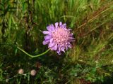 Knautia arvensis