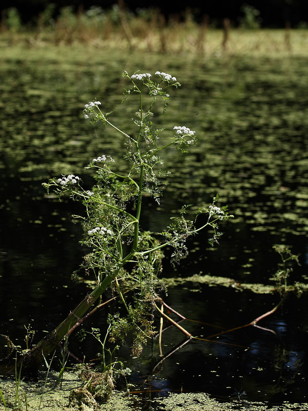 Image of Oenanthe aquatica specimen.