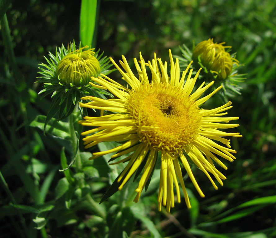 Image of Inula britannica specimen.