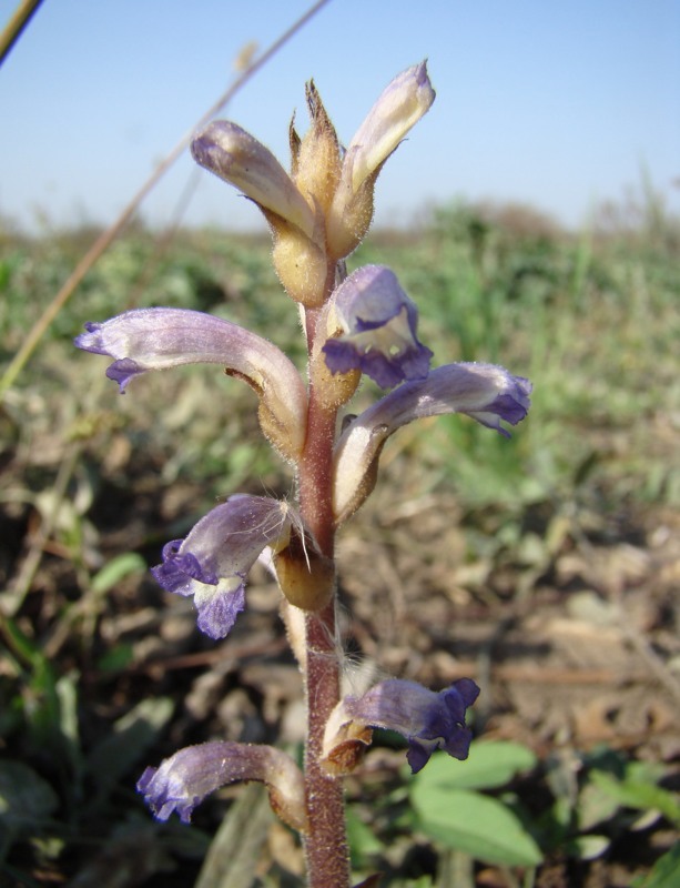 Изображение особи Orobanche cumana.