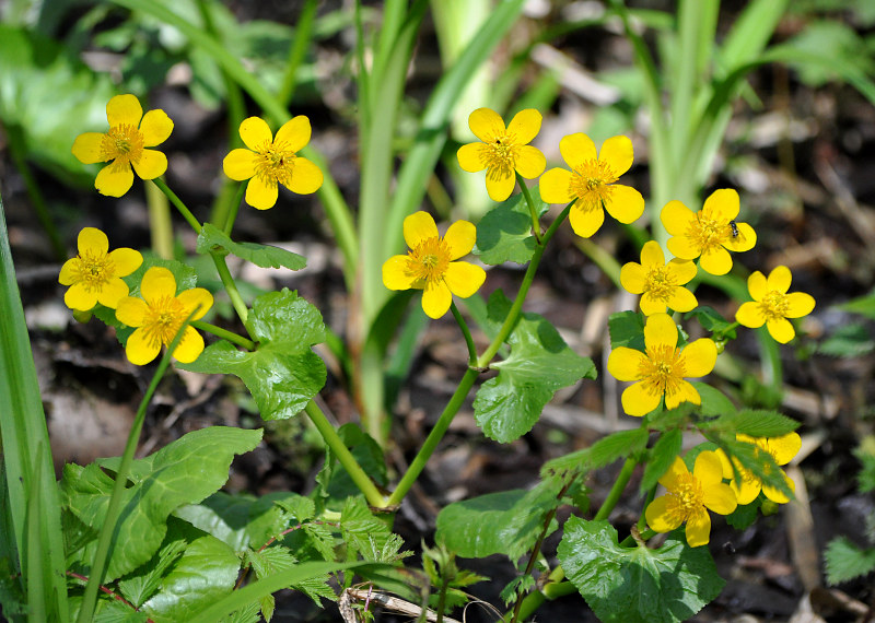 Image of Caltha palustris specimen.